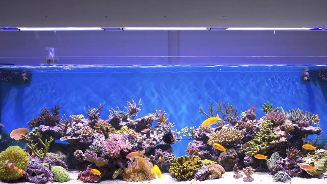 川瑾增氧机在水族箱养殖行业的应用案例